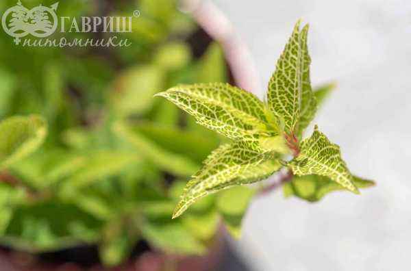 саженцы Форзиция промежуточная (корейская) Kumson