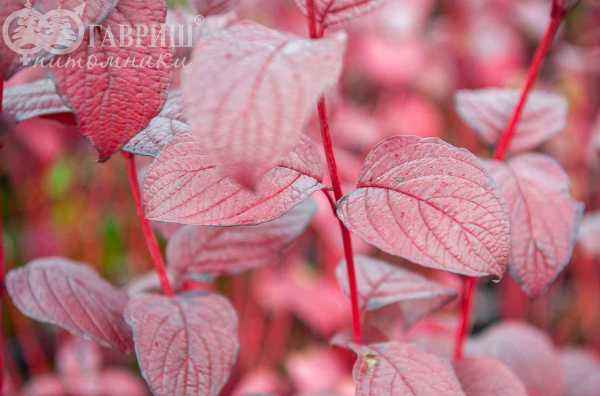 саженцы Дерен белый Kesselringii