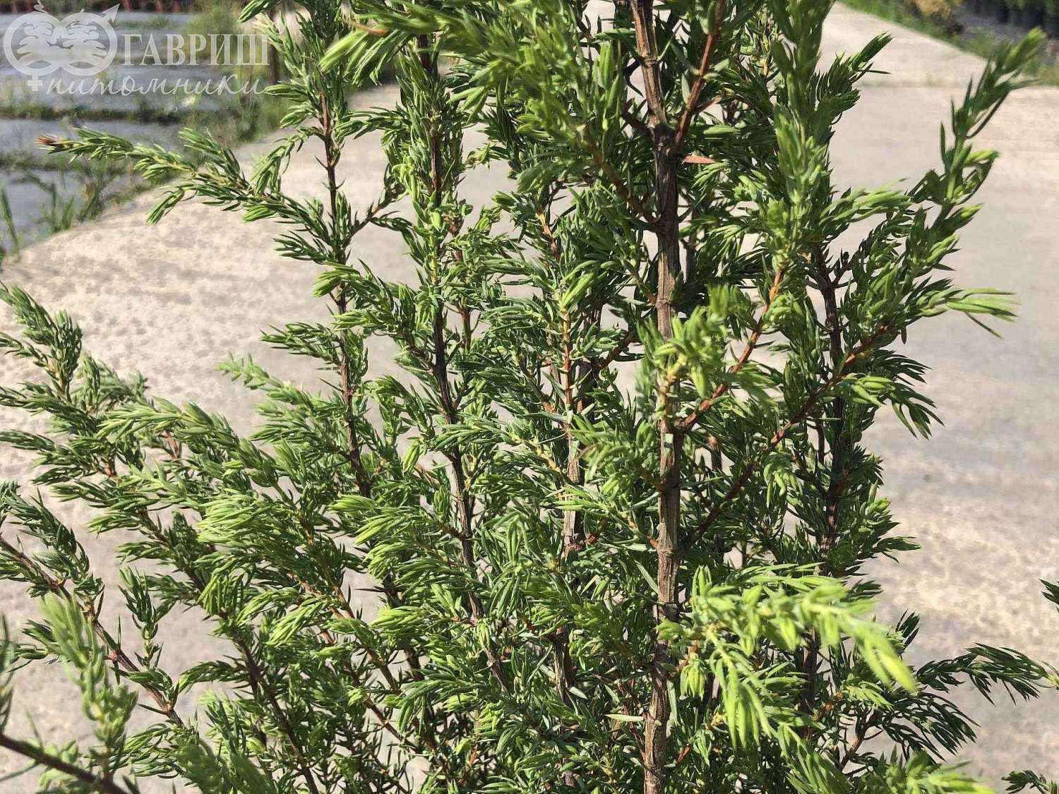 Можжевельник обыкновенный Meyeri