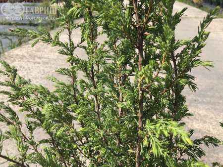 Купить можжевельник обыкновенный meyeri деревья и растения
