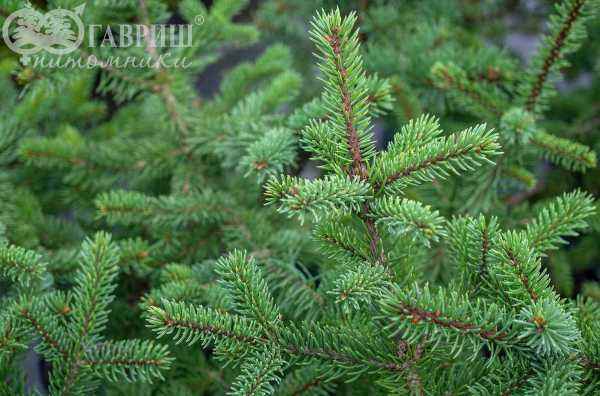 Купить ель колючая maigold деревья и растения