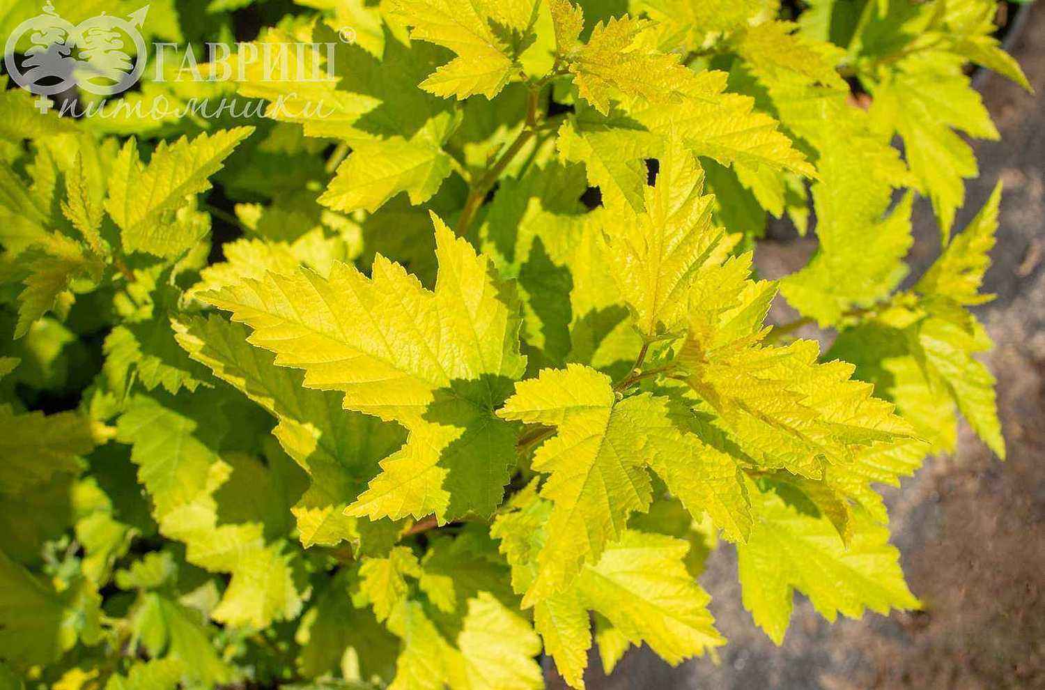 Пузыреплодник калинолистный Nugget