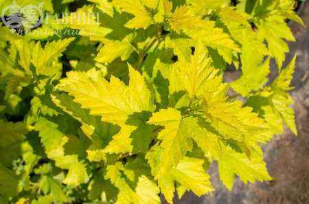 саженцы Пузыреплодник калинолистный Nugget