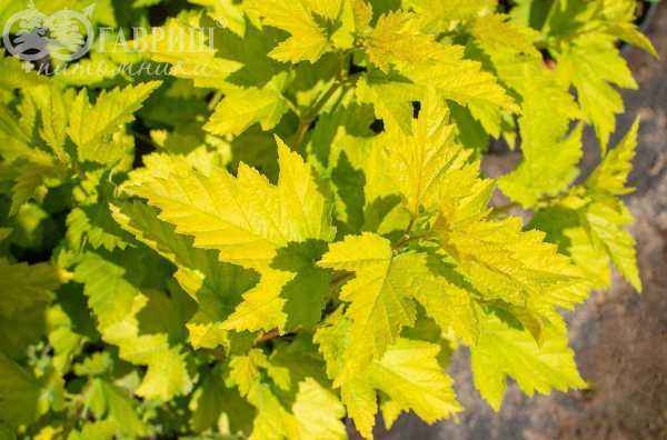 саженцы Пузыреплодник калинолистный Nugget