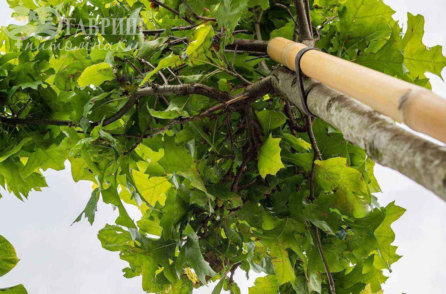 Дуб болотный Green Dwarf