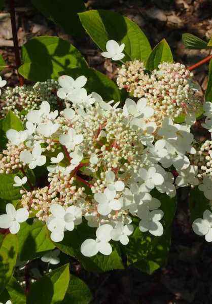 саженцы Гортензия метельчатая Wim's Red