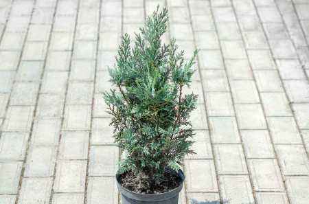 Купить кипарисовик лавсона columnaris (columnaris glauca) деревья и растения