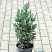 Купить кипарисовик лавсона columnaris (columnaris glauca) деревья и растения