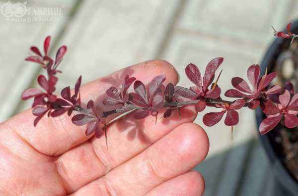 саженцы Барбарис Тунберга Carmen