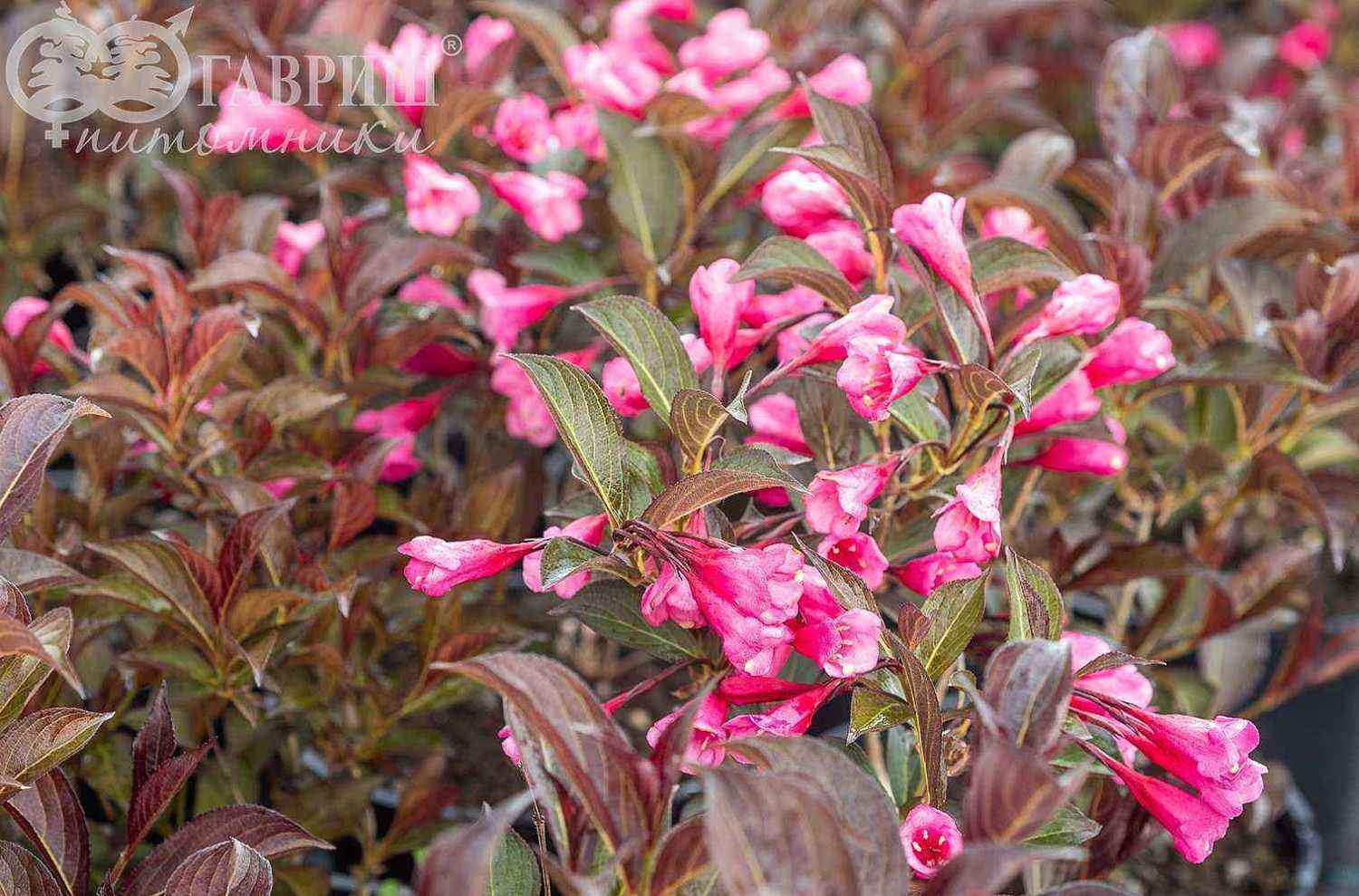 Вейгела цветущая Alexandra