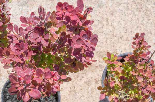 саженцы Барбарис тунберга Helmond Pillar