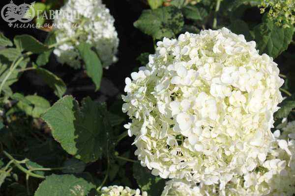 саженцы Гортензия древовидная Annabelle