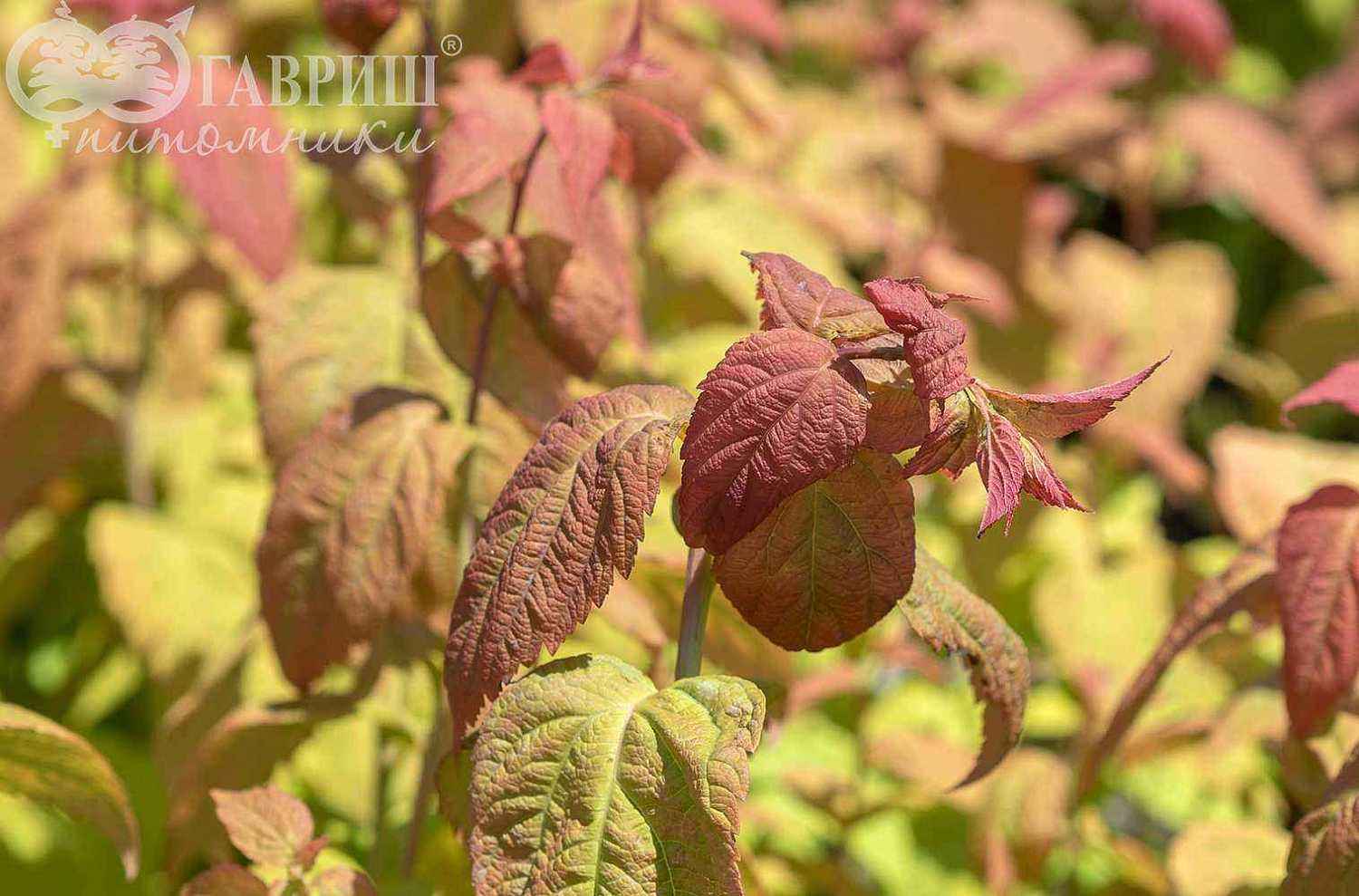 Спирея японская Macrophylla