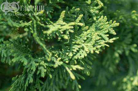 Купить туя западная miky деревья и растения
