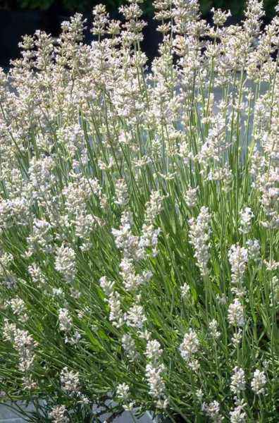 саженцы Лаванда узколистная Rosea