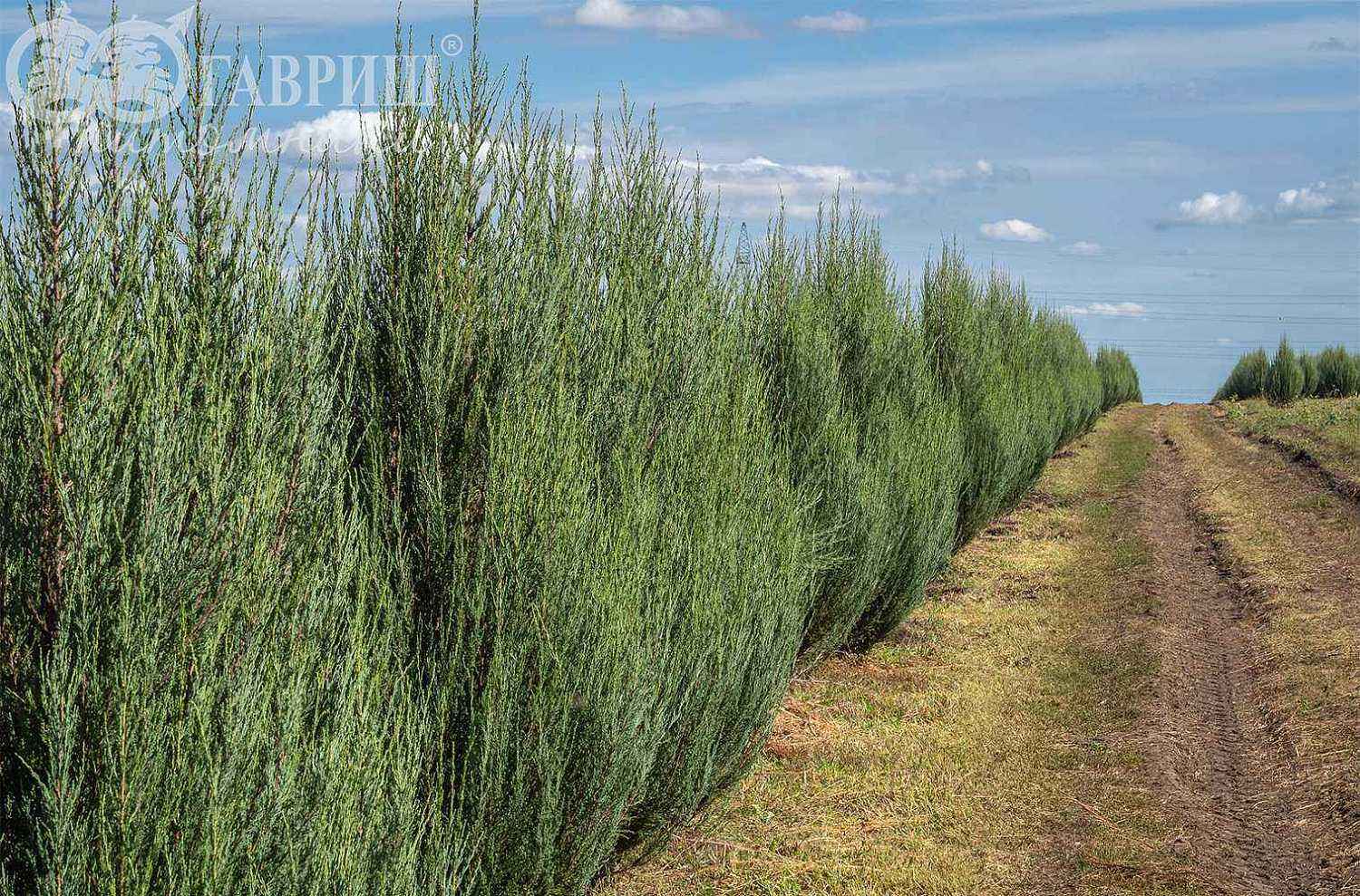 Можжевельник скальный Fischt
