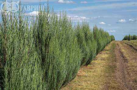 Купить можжевельник скальный fischt деревья и растения