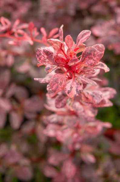 саженцы Барбарис Тунберга Rose Glow