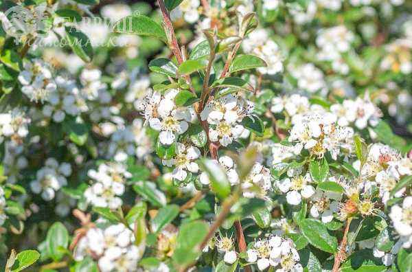 саженцы Кизильник гибридный Coral Beauty