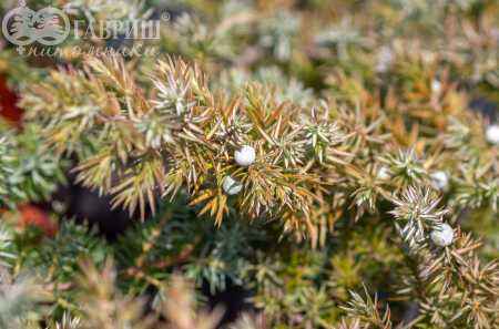 Купить можжевельник прибрежный schlager деревья и растения