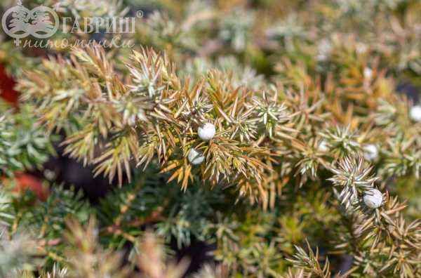 Купить можжевельник прибрежный schlager деревья и растения