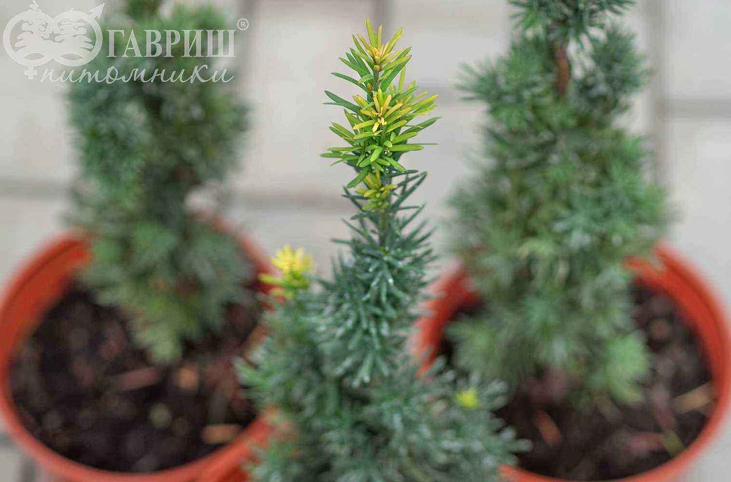 Тис ягодный Fastigiata Robusta