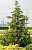 Купить кипарисовик лавсона ivonne деревья и растения