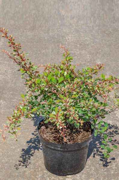 саженцы Барбарис Тунберга Natasza