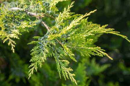 Купить кипарисовик лавсона ivonne деревья и растения