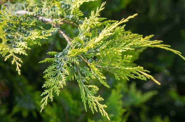 Купить кипарисовик лавсона ivonne деревья и растения