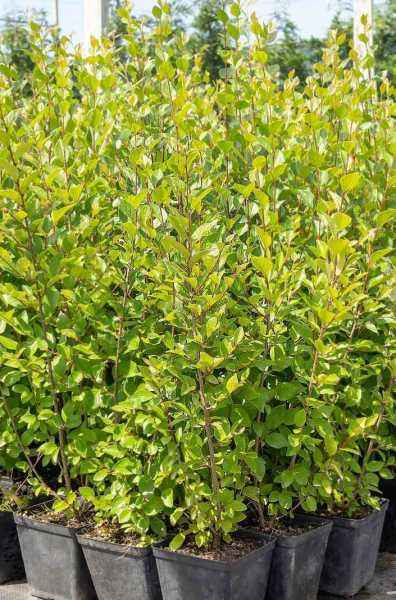 саженцы Кизильник блестящий