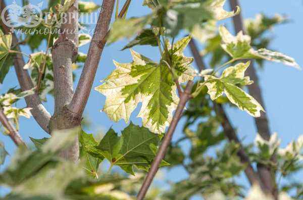 Саженцы клён остролистный drummondii