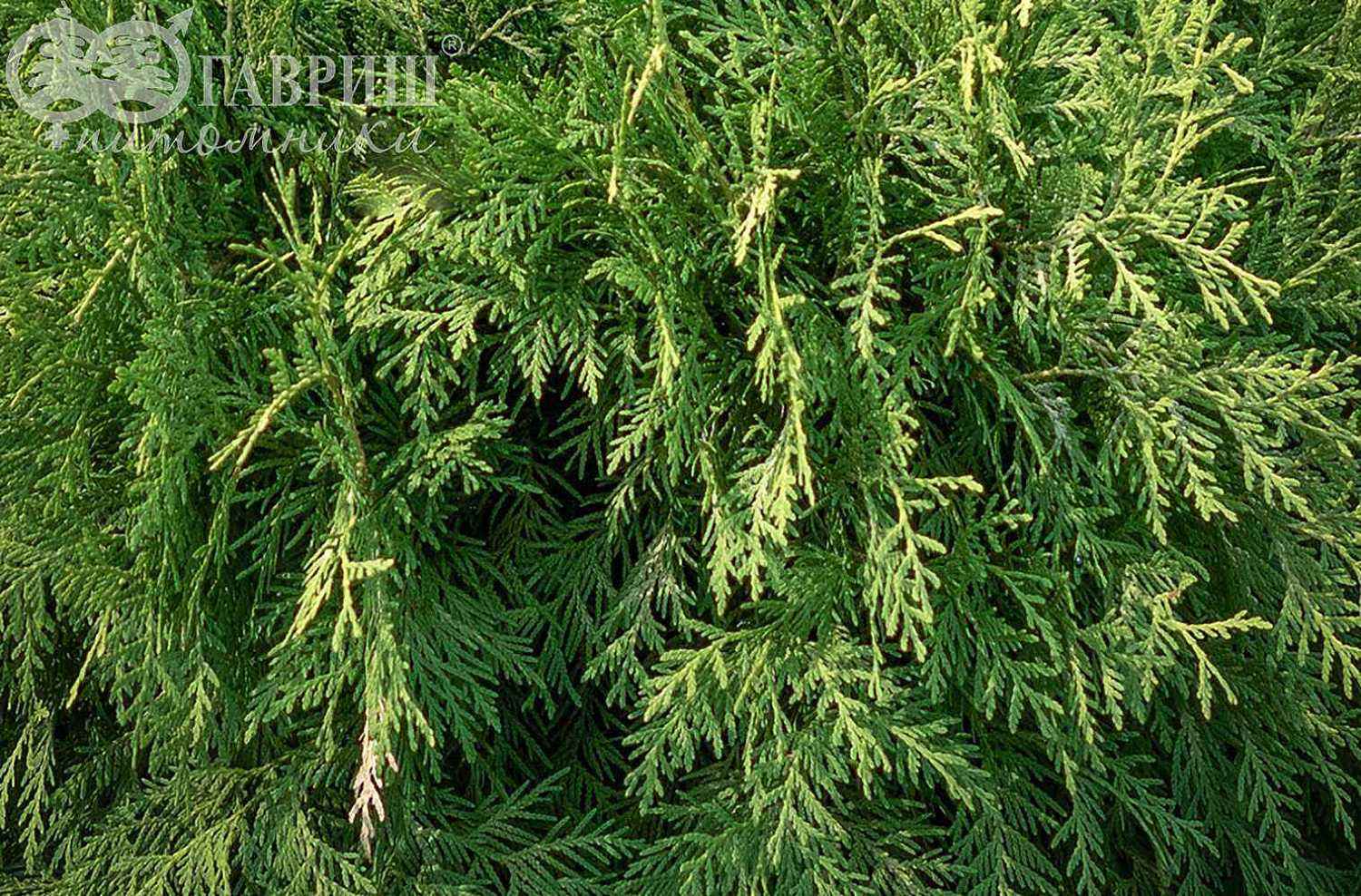 Туя западная Selena