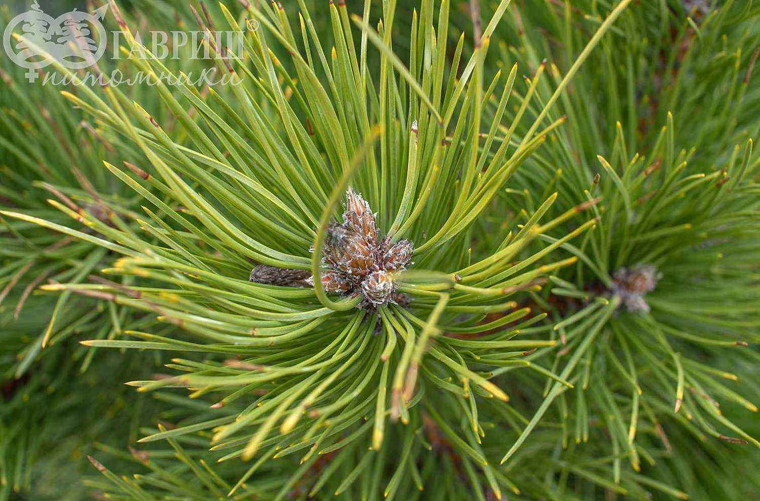 Сосна черная Hornibrookiana