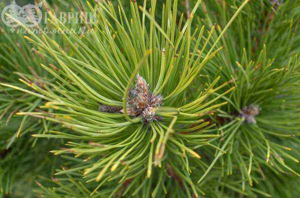 Купить сосна черная hornibrookiana деревья и растения