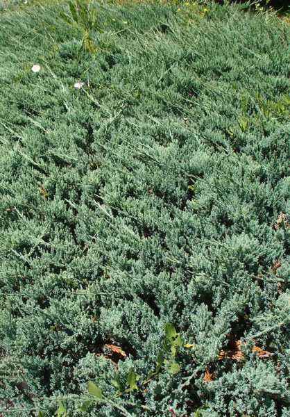 Купить можжевельник горизонтальный wiltonii деревья и растения