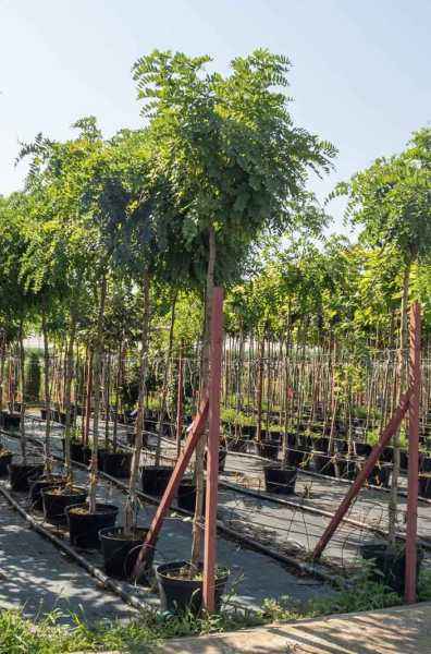 Саженцы робиния псевдоакация umbraculifera Саженцы робиния псевдоакация umbraculifera