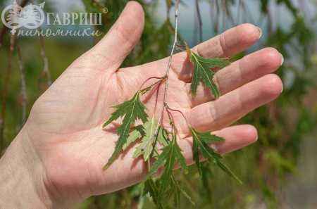 Саженцы берёза бородавчатая gracilis