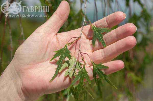 Саженцы берёза бородавчатая gracilis