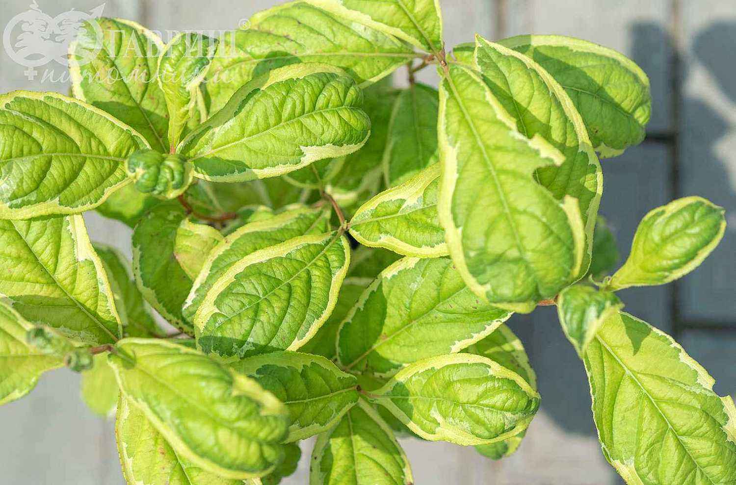 Вейгела цветущая Caricature