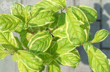 саженцы Вейгела цветущая Caricature