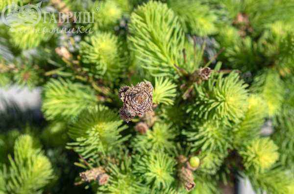 Купить ель колючая  cupressina деревья и растения