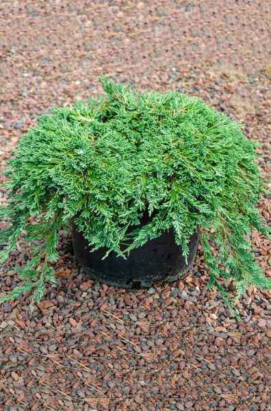 Купить можжевельник горизонтальный pancake деревья и растения