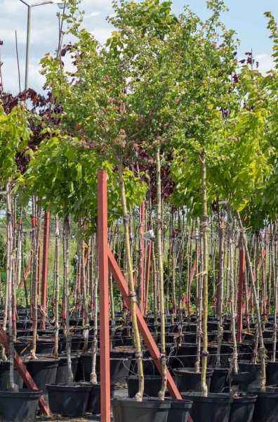 Саженцы боярышник обыкновенный (колючий) paul's scarlet