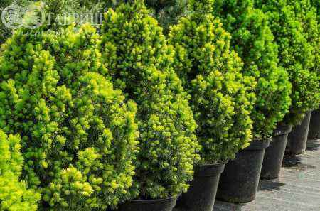 Купить ель канадская daisy's white деревья и растения