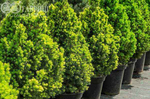 Купить ель канадская daisy's white деревья и растения