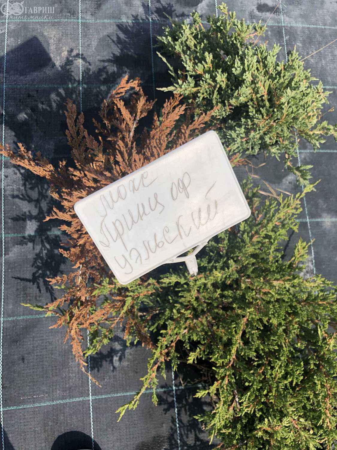 Можжевельник горизонтальный Prince of Wales