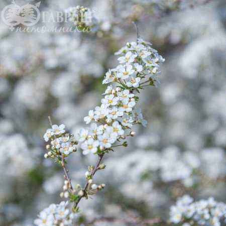 саженцы Спирея серая Grefsheim
