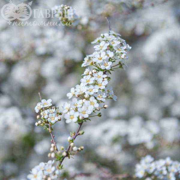 саженцы Спирея серая Grefsheim