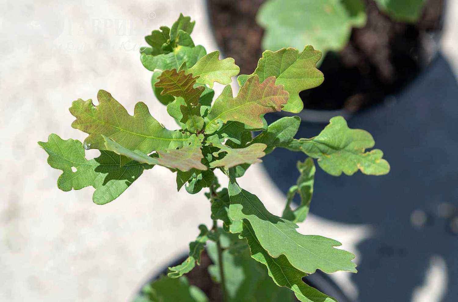 Дуб черешчатый